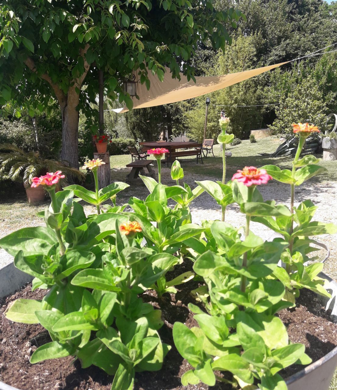 A garden area with potted plants and a picnic table.