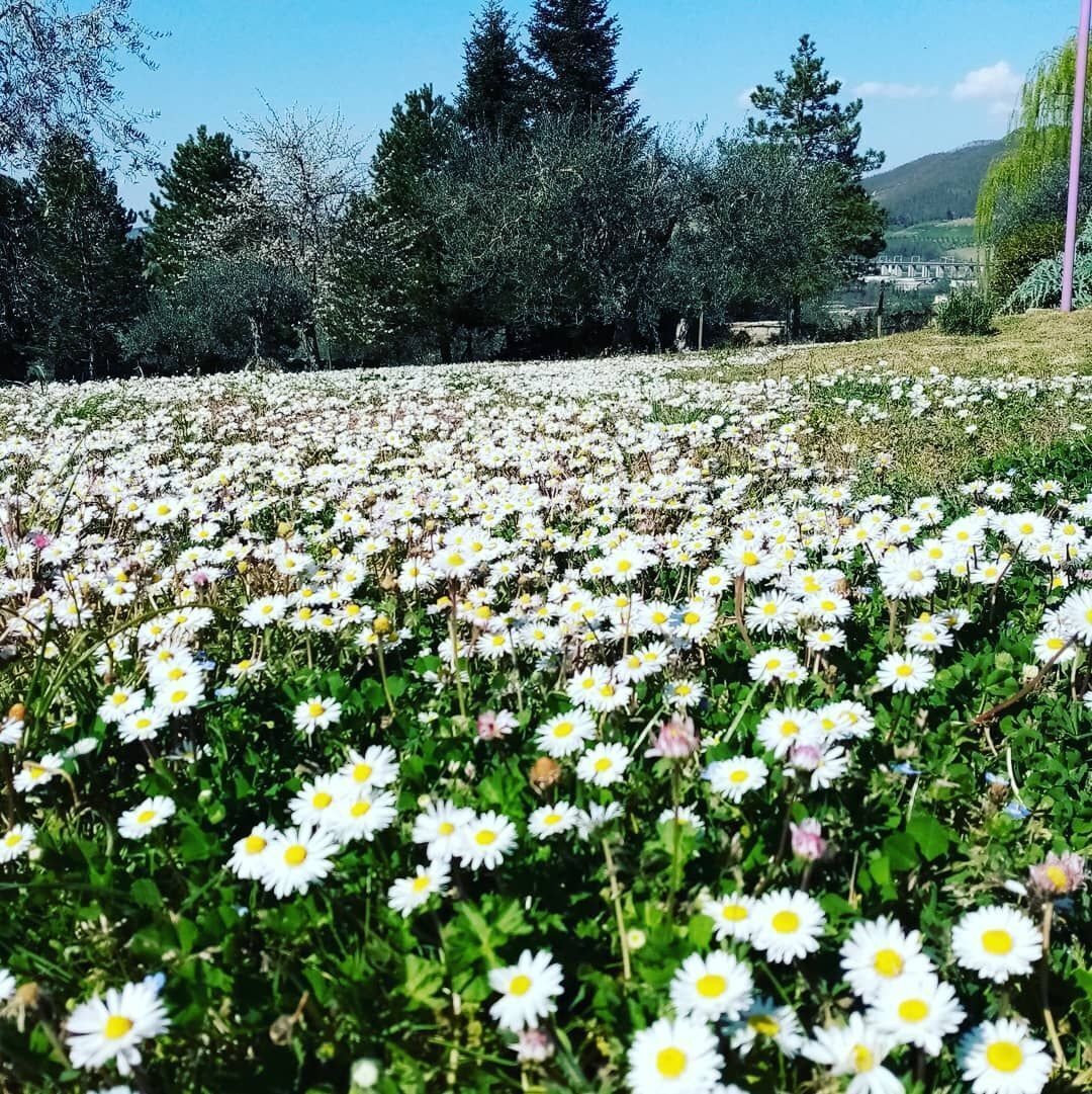 Un champ de marguerites blanches, avec un feuillage verdoyant et des arbres en arrière-plan.