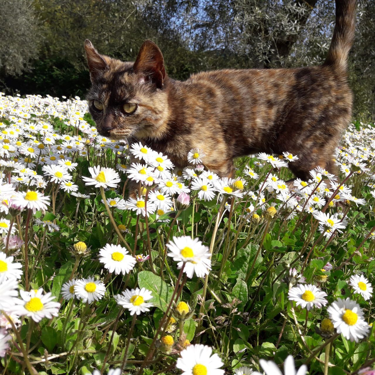 A cat walking through a field of daisies.