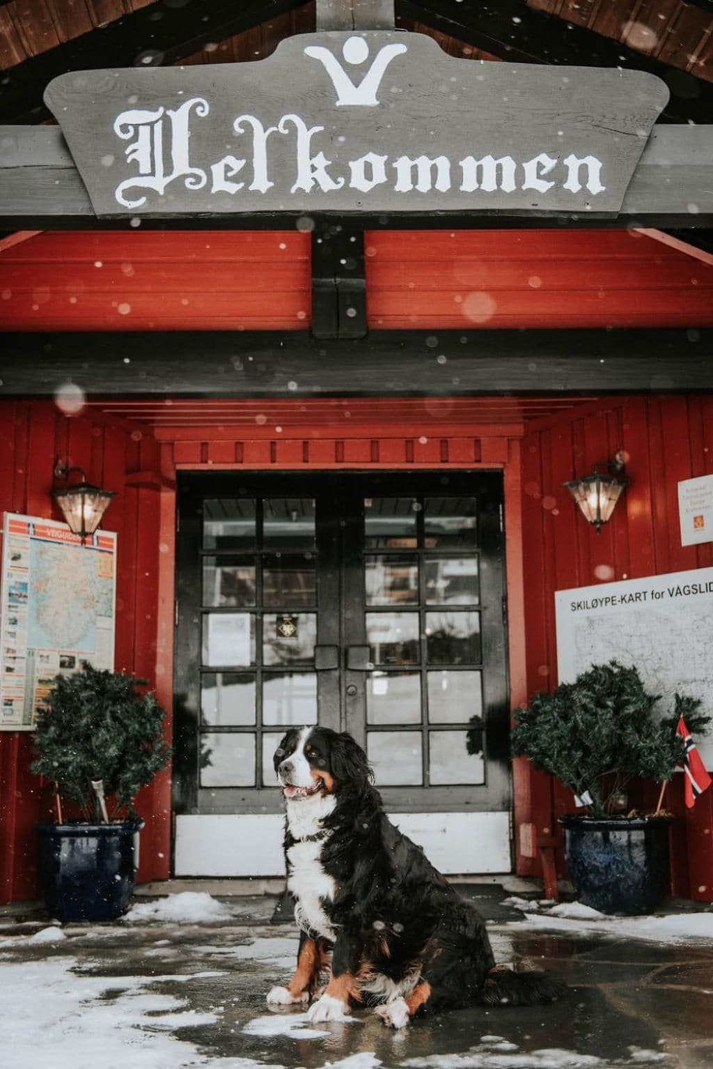 A dog sitting in front of a building with a sign that reads 'Welcome'.
