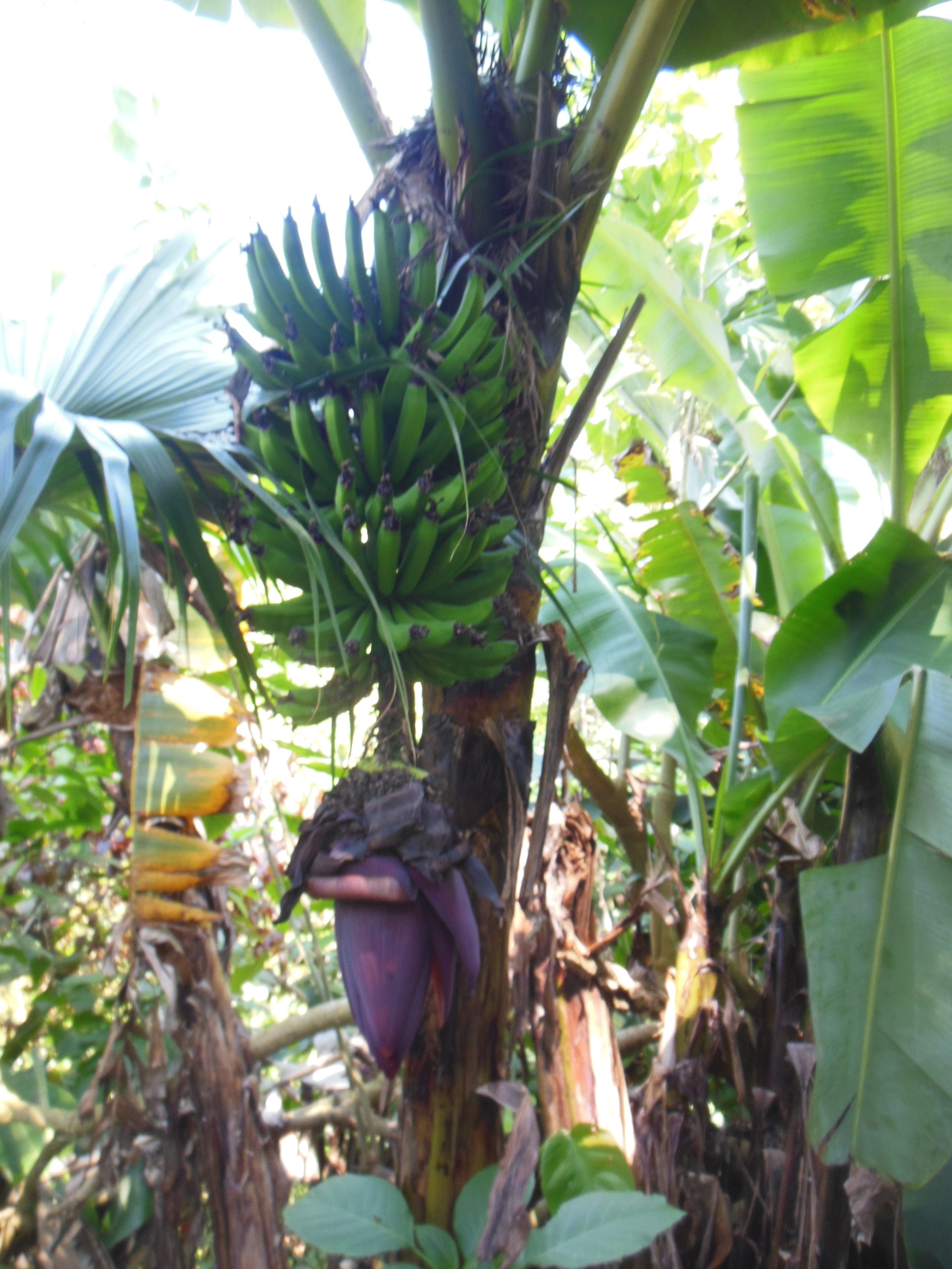 double or twin room | garden view