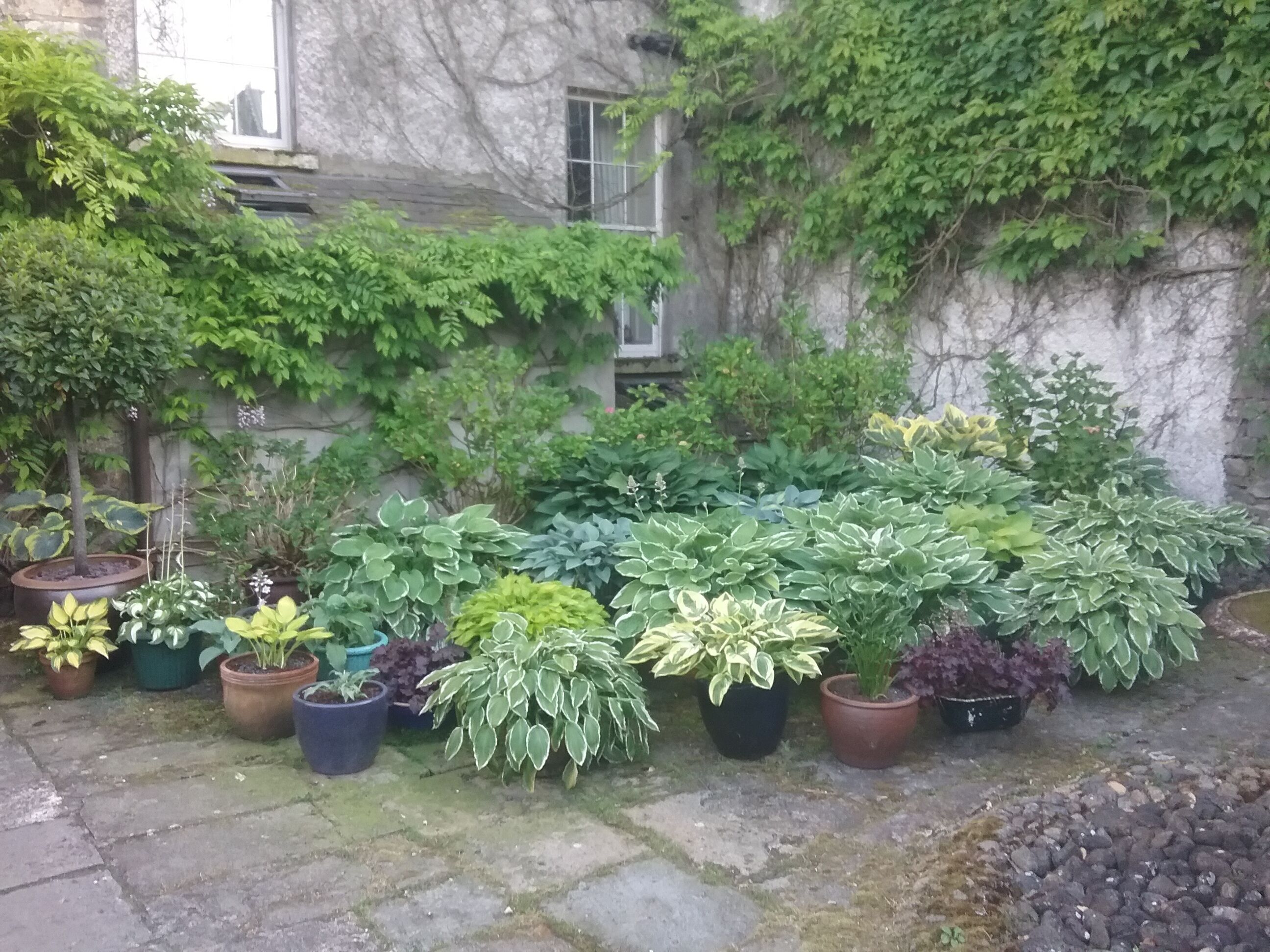 Variedad de plantas en macetas dispuestas en un jardín con un muro de piedra y una ventana al fondo.