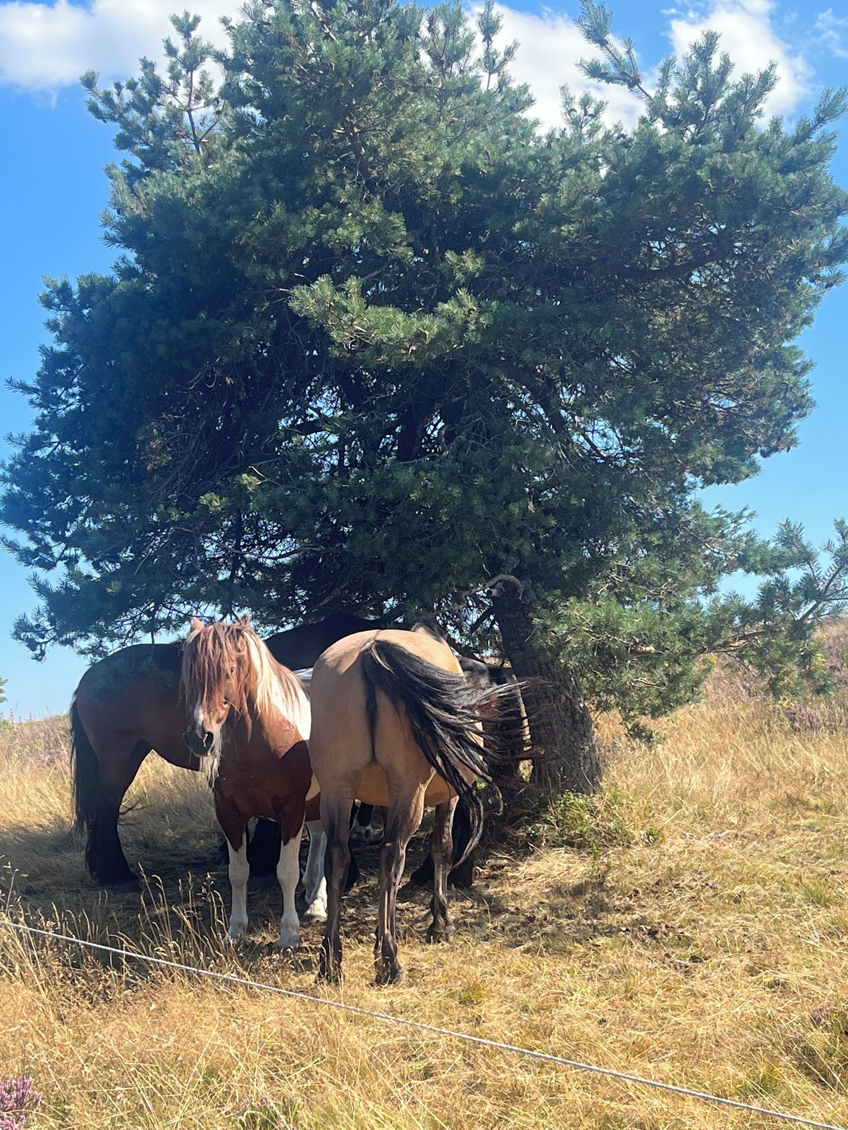 Twee paarden in een grasveld, met een grote boom op de achtergrond.