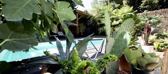 Une Odeur de Tilleul