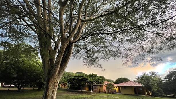 A large tree with a grassy area in front of a building with a red roof. -  Las Quintas Casas para Vacacionar (Sardinal)