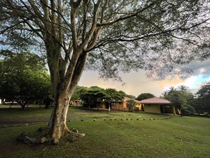 Un árbol grande con un área verde frente a un edificio de techo rojo.