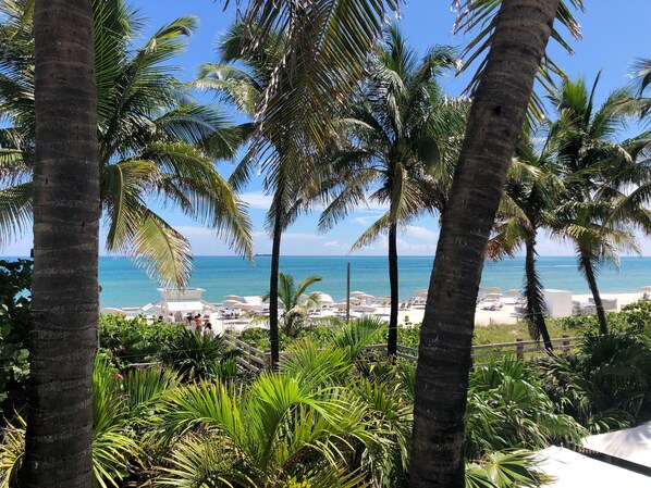 A beach view with palm trees and a clear sky.