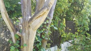 A tree with multiple trunks and a thick base, surrounded by lush green foliage and a stone wall in the background. - El Condado Casa Rural (Fuentes de Onoro)