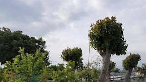 Un parc avec un grand arbre, de l’herbe et quelques arbres plus petits.