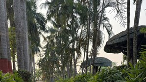 A paved pathway lined with palm trees and tropical plants, leading towards a building with a thatched roof. - Palm Village Resort (Alipur)