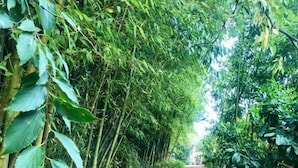 Ein schmaler Feldweg, gesäumt von dichtem Bambus und Laubgehölzen, der in einen schattigen Bereich führt.