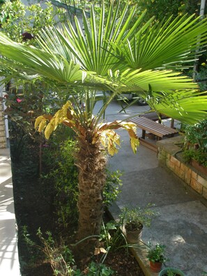 Taman