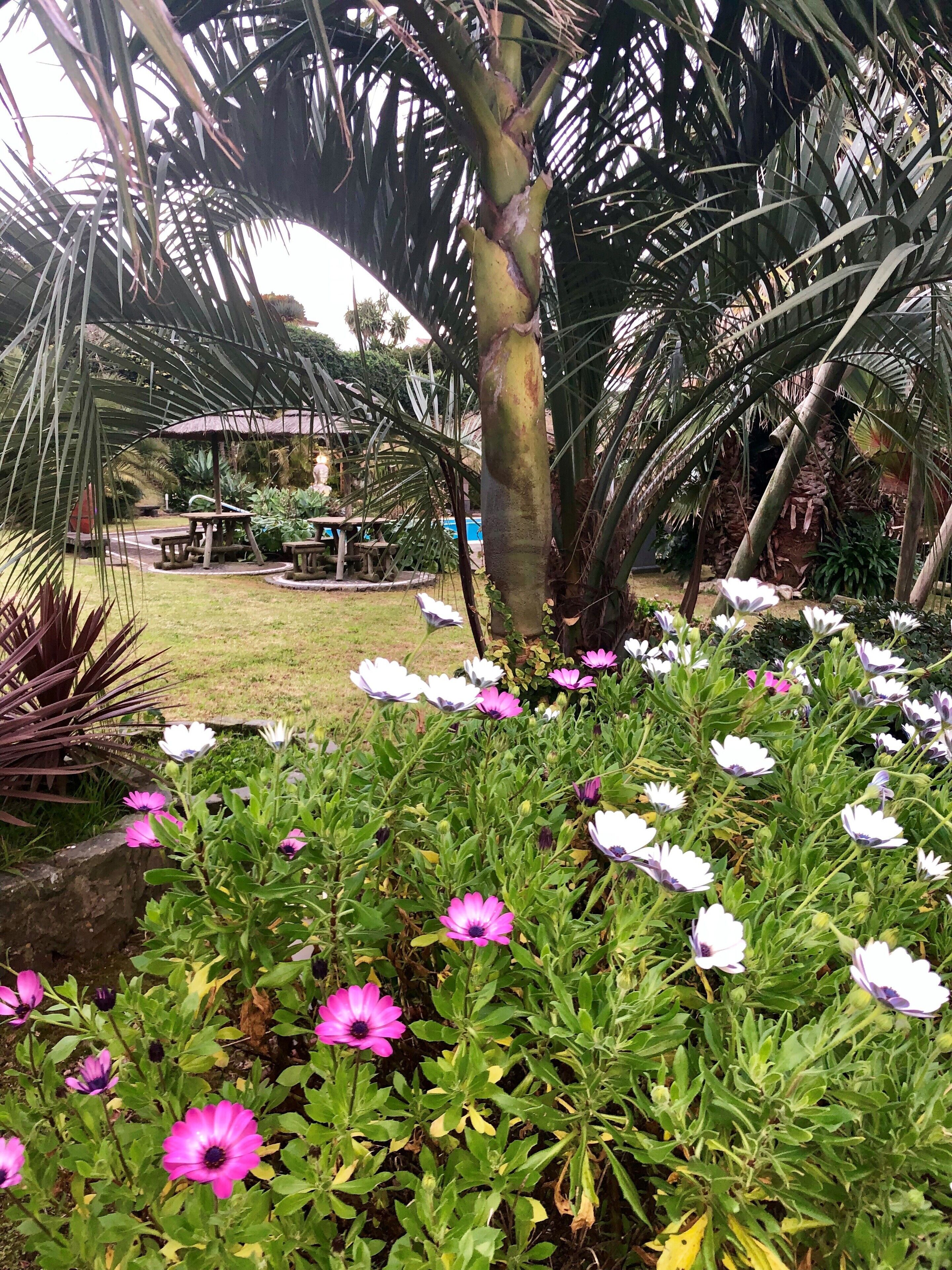 A garden with a variety of flowers and palm trees.