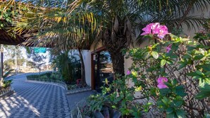 Un camí pavimentat que condueix a una entrada d'edifici, envoltat de vegetació exuberant i una palmera.