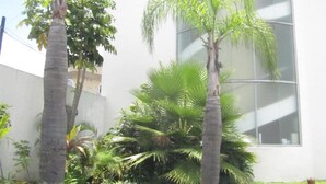 Een gebouw met een groot glasraam en twee palmbomen ervoor.