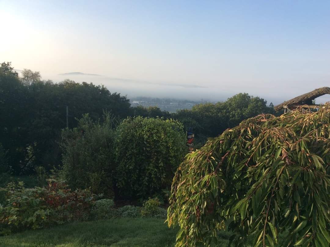 Ein Garten mit dichtem Grün und Blick auf eine ferne Stadtlandschaft.
