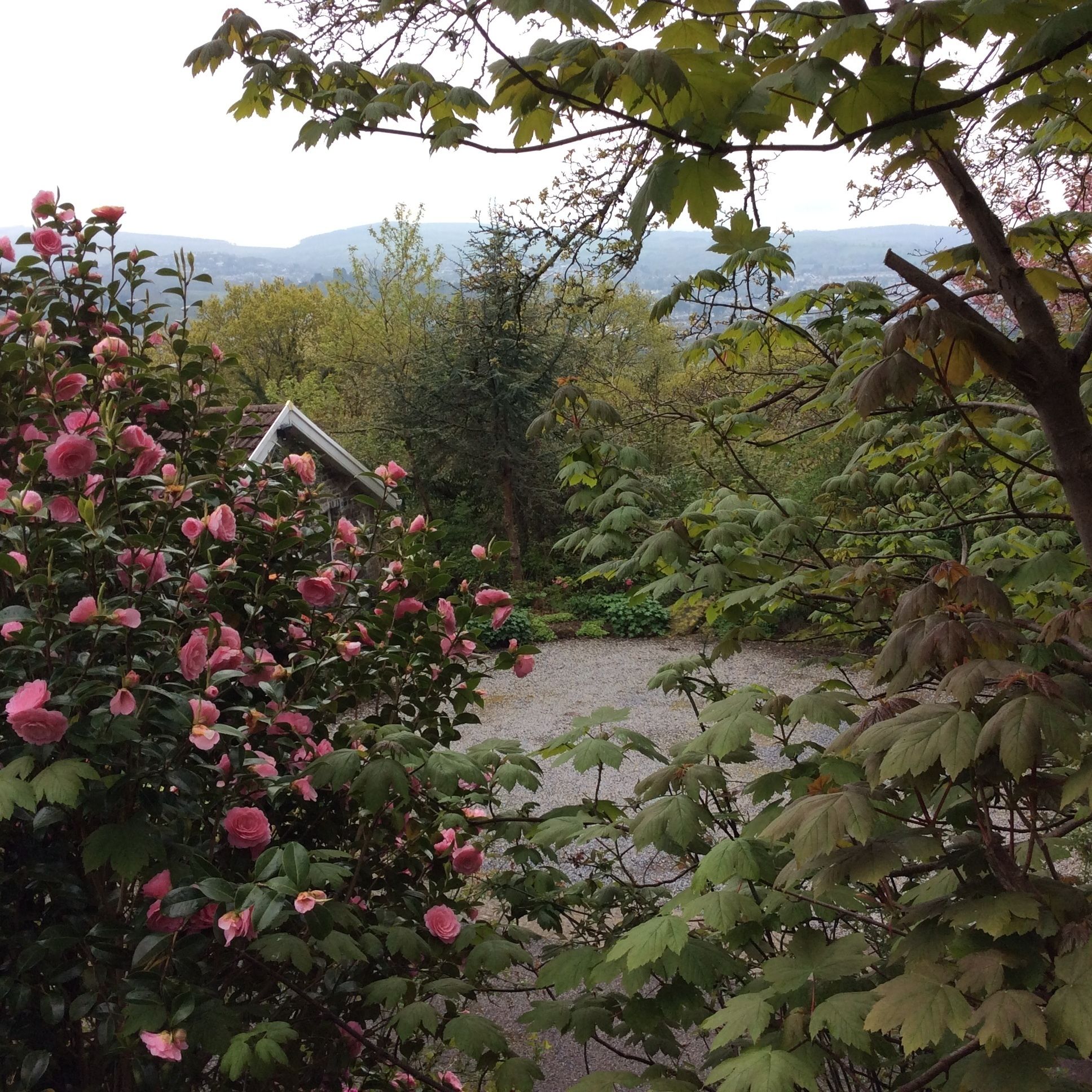 A garden with pink flowers and a small building in the background.