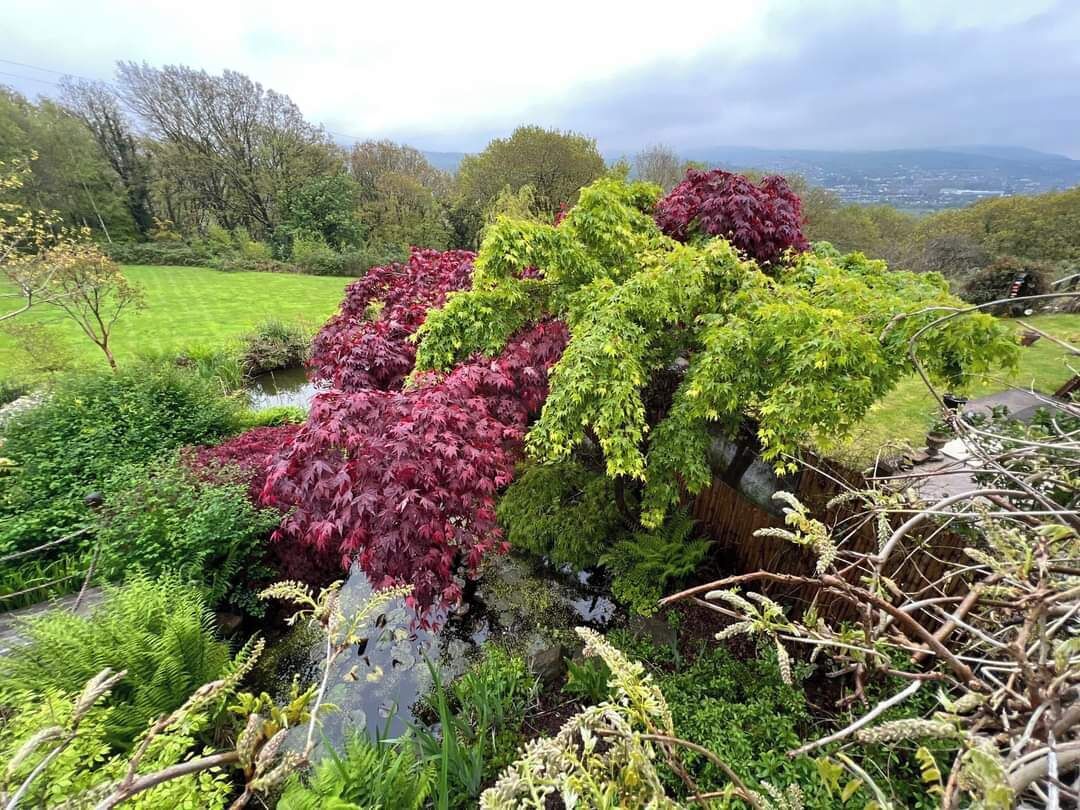 Garden view