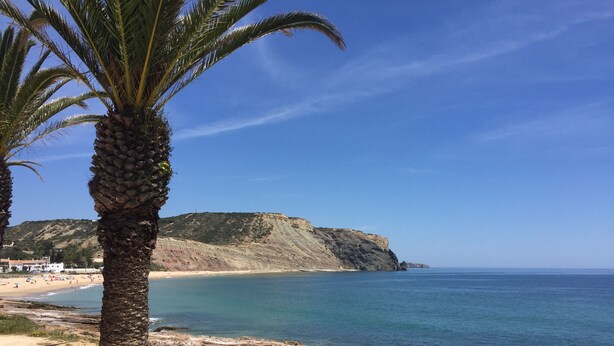 A coastal beach scene with a palm tree, rocky shoreline, and a distant hill. - SAINT JAMES - APT SEA VIEW - 2 / 4PERS (Luz)