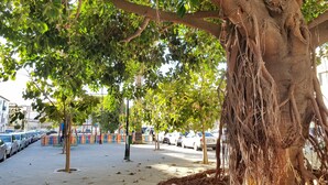 Rua arborizada com carros estacionados e calçada.