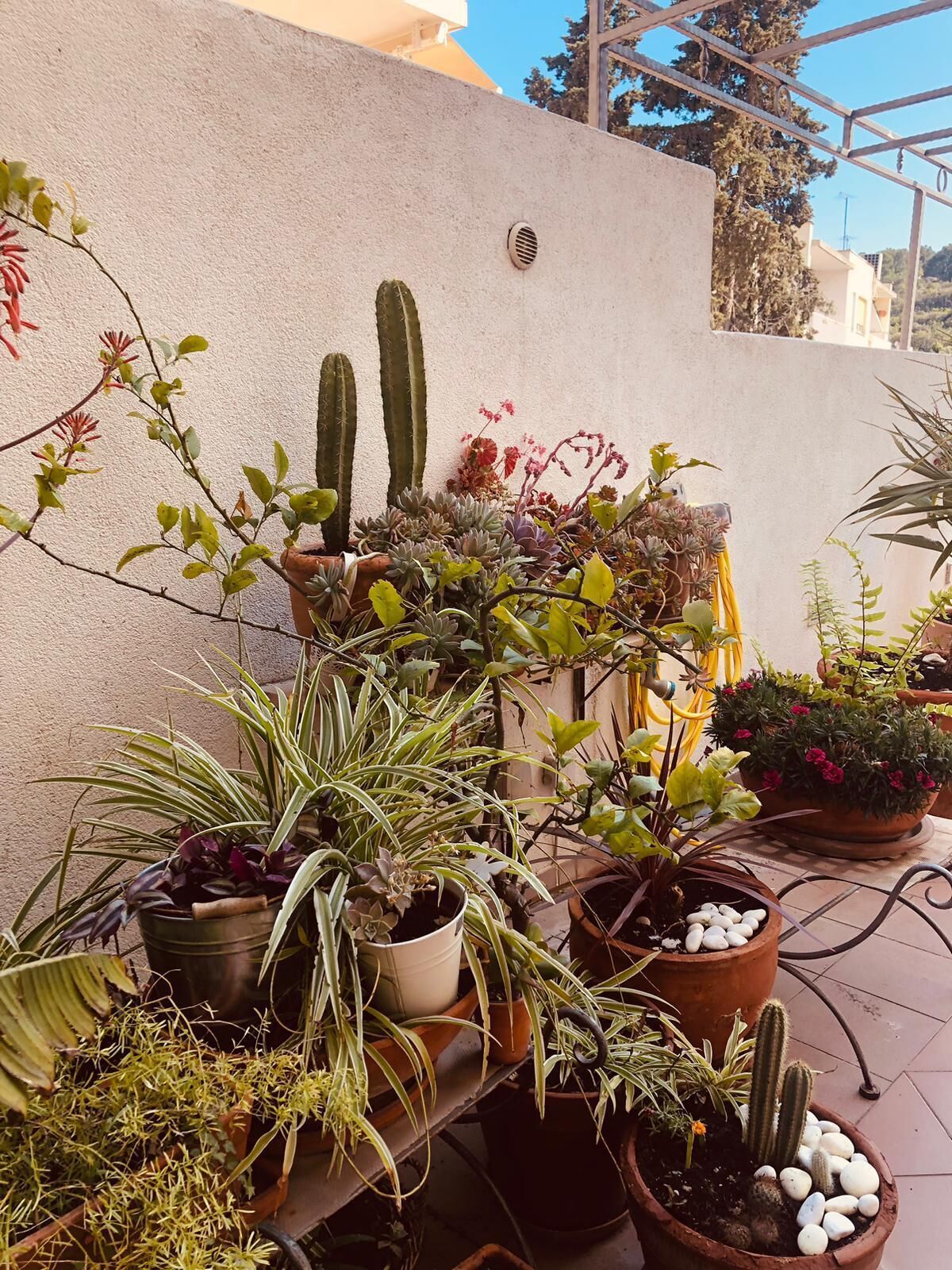Une variété de plantes en pot est disposée sur un balcon dont le mur est blanc et la rambarde est en métal.