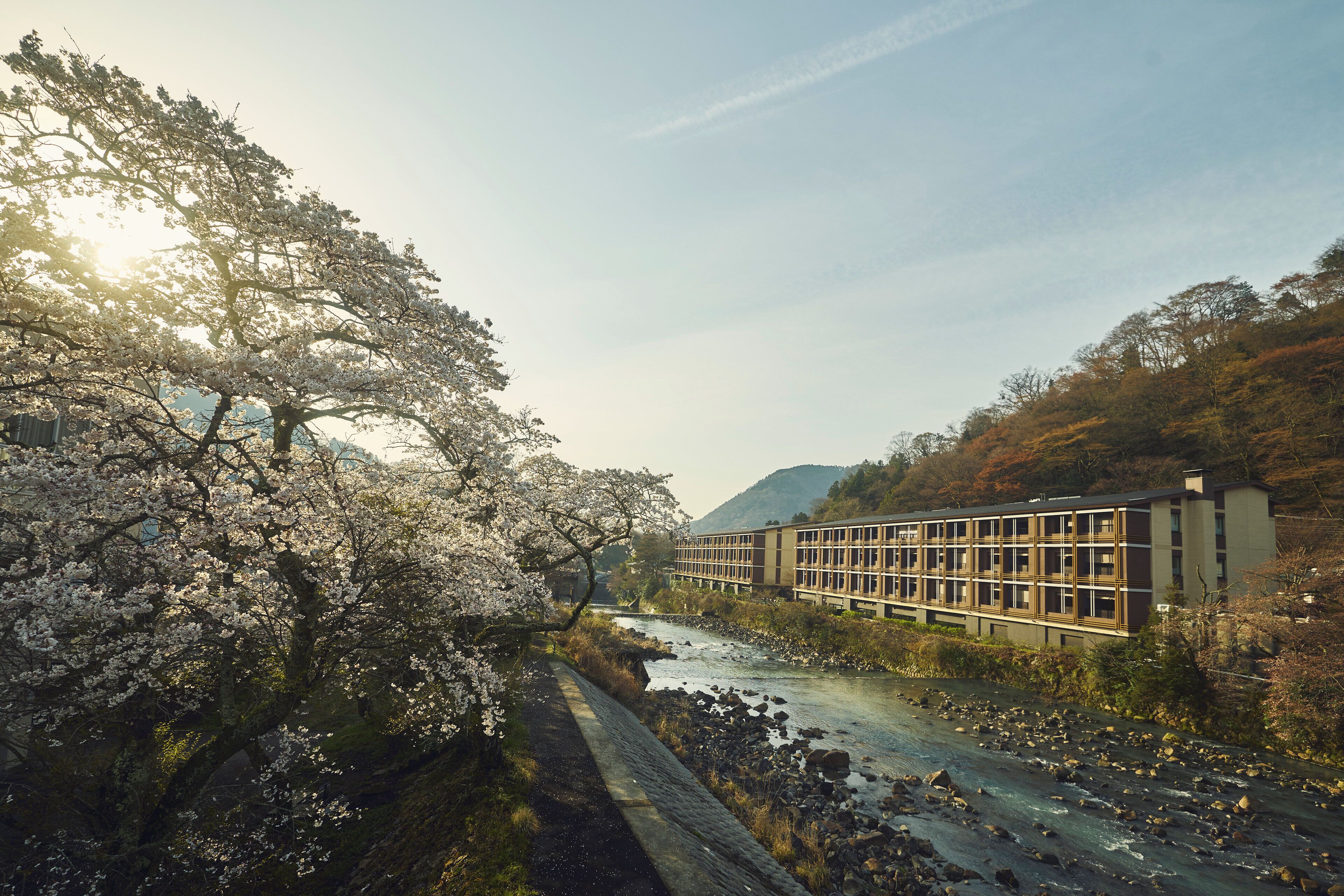 A building with a modern architectural style, located beside a river with cherry blossoms.