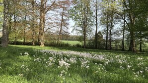 Un champ verdoyant, parsemé de fleurs sauvages et bordé d’arbres.