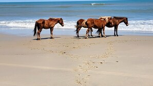 Unclassified image, 2 of 67, button - WHO IS READY FOR SUNSHINE AND SAND?!  PACK YOUR SENSE OF ADVENTURE & COME VISIT! (Corolla)