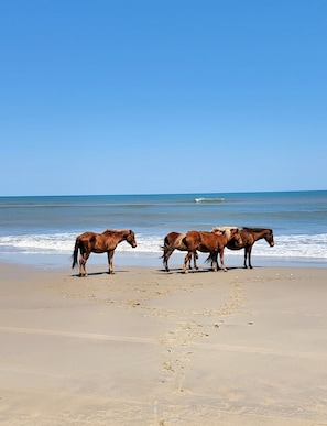 In Strandnähe, Liegestühle