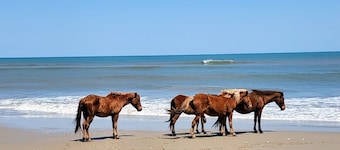 WHO IS READY FOR SUNSHINE AND SAND?!  PACK YOUR SENSE OF ADVENTURE & COME VISIT!