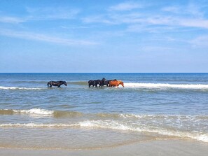 A beach with horses walking in the water.