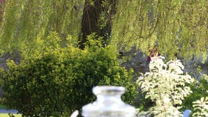 A garden with a weeping willow tree, dense shrubbery, and a metal container in the foreground.