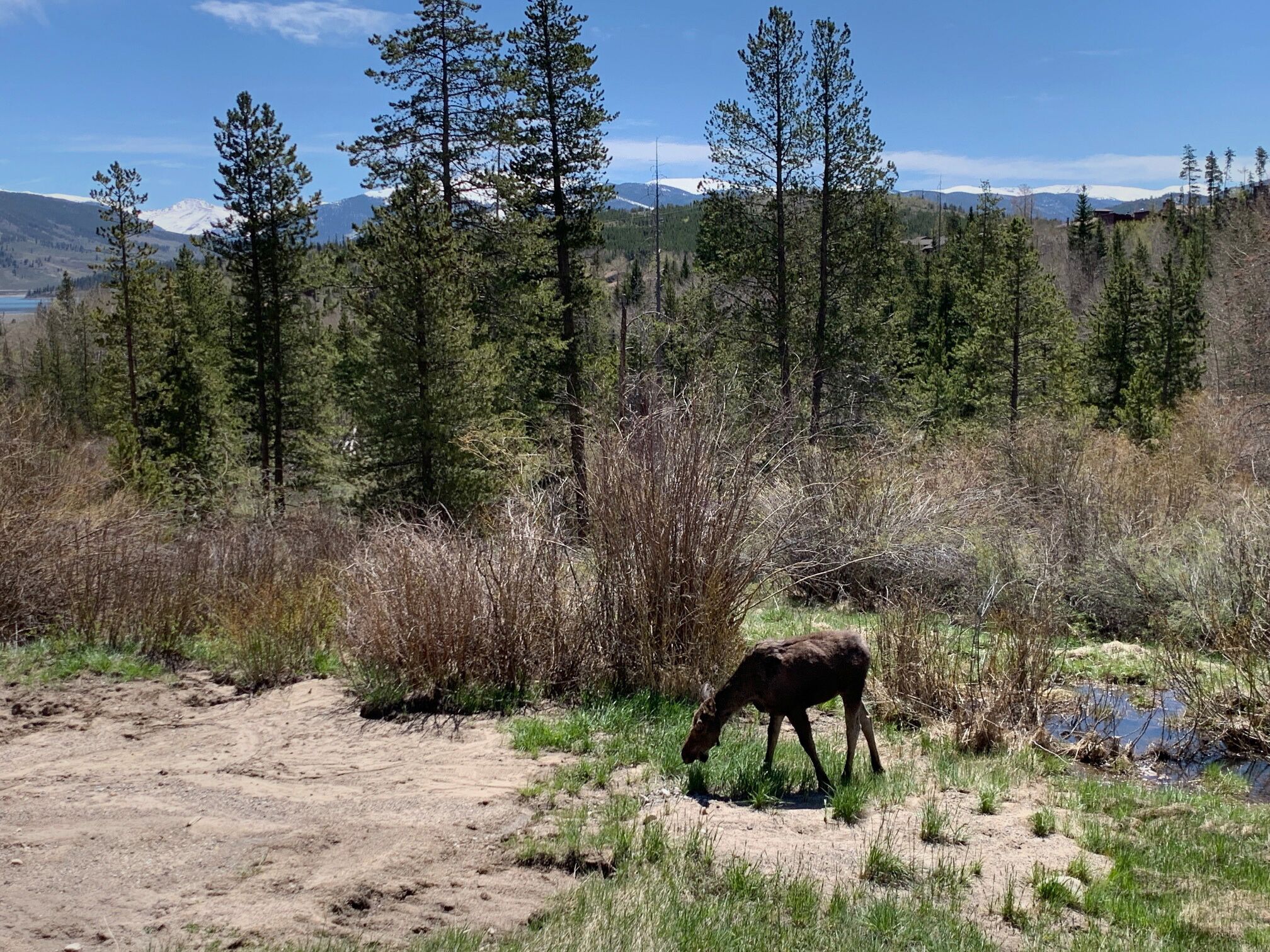 A moose grazing in a natural landscape with trees and mountains in the background.