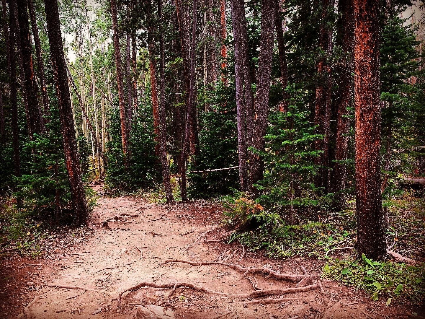A forest trail with tall trees and a dirt path.
