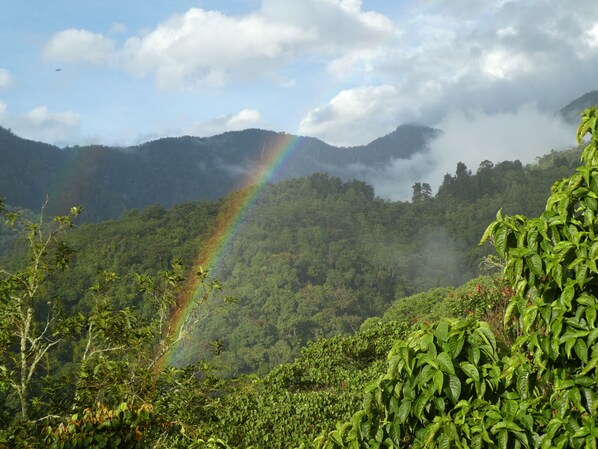 Un paysage verdoyant et luxuriant, avec un arc-en-ciel bien visible et une forêt dense.