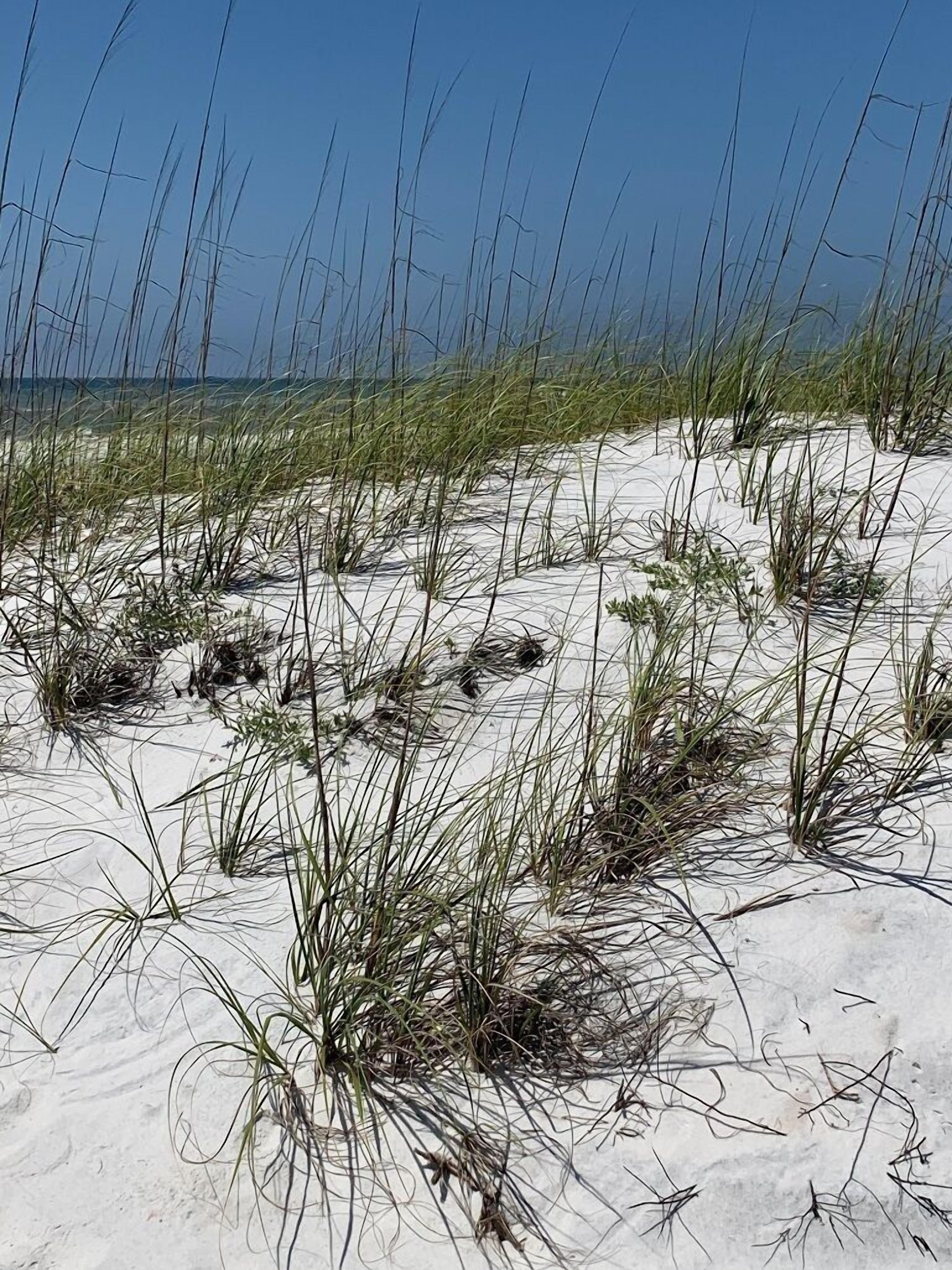 A sandy beach with sparse vegetation.
