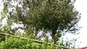 Un jardin où l’on trouve une variété de plantes et de fleurs, dont une fleur rouge bien visible au premier plan.