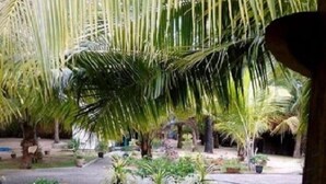 Een pad bezaaid met potplanten en een palmboom erboven.