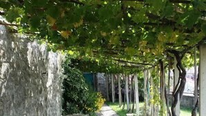 En sti belagt med sten, med pergola over hovedet, omgivet af grøn bevoksning og en stenvæg.