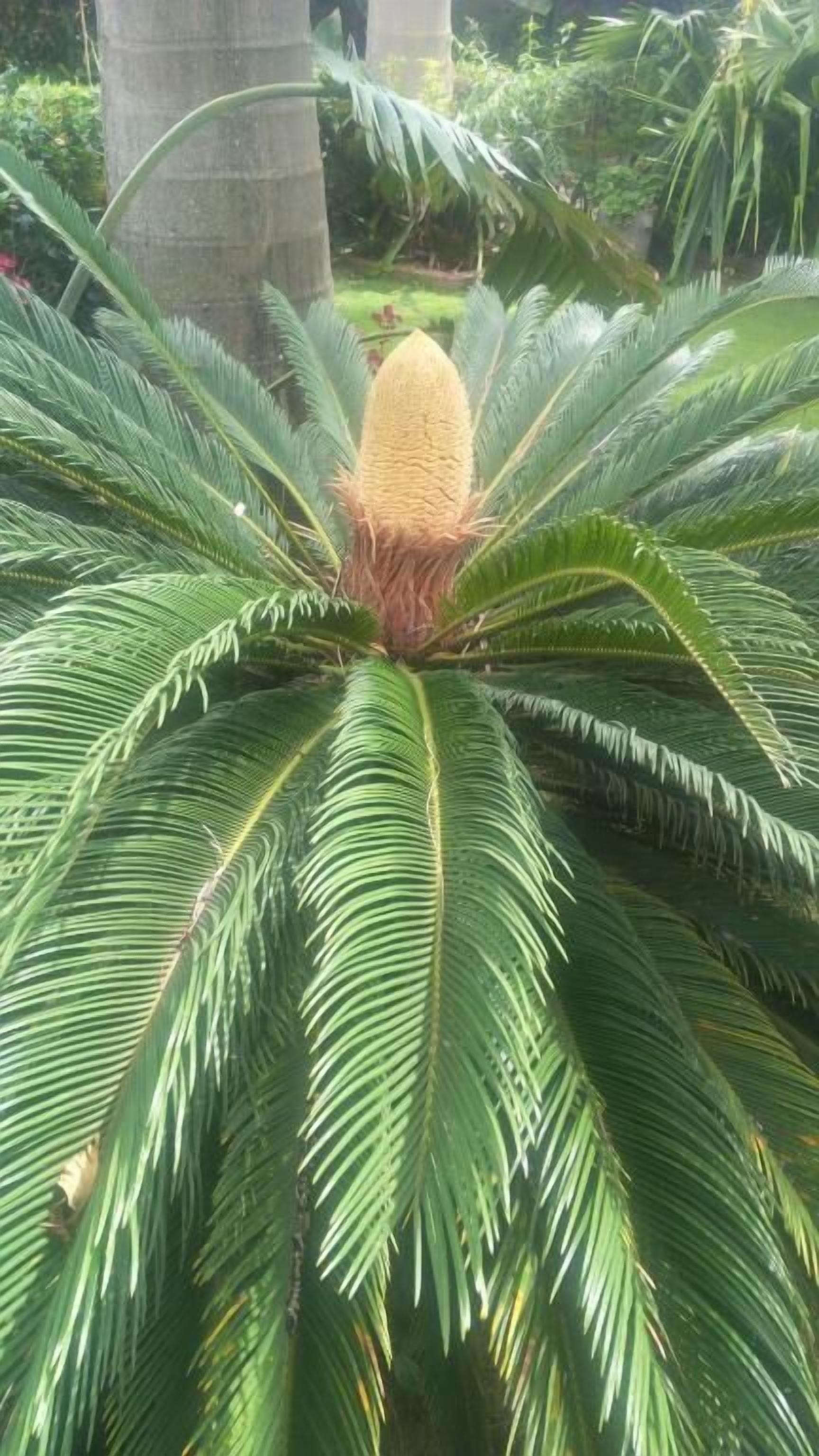 Una palma con un frutto grande e chiuso al centro, circondata da fronde verdi e rigogliose.