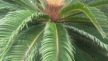 Una palmera con un fruto grande y sin abrir en el centro, rodeada de frondas verdes y frondosas.