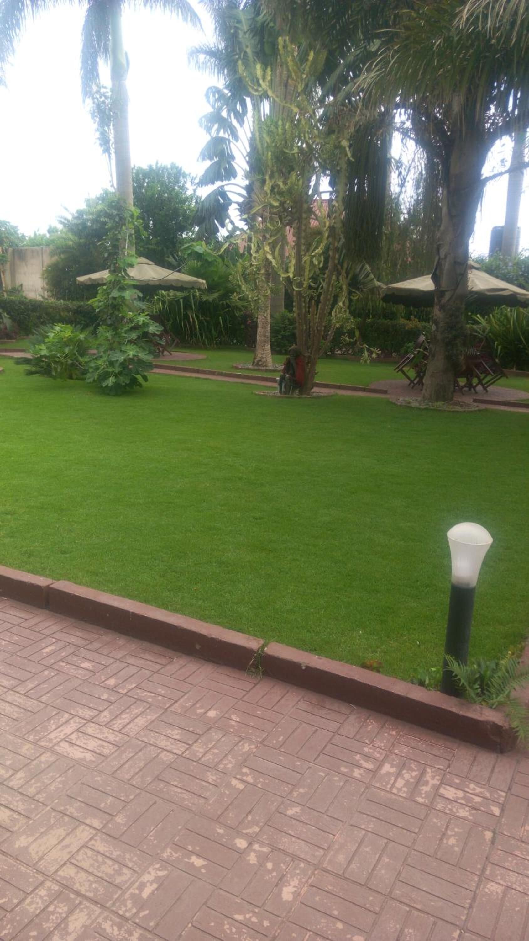 Un jardin bien entretenu, avec un chemin pavé, une pelouse verdoyante et luxuriante, et des palmiers.