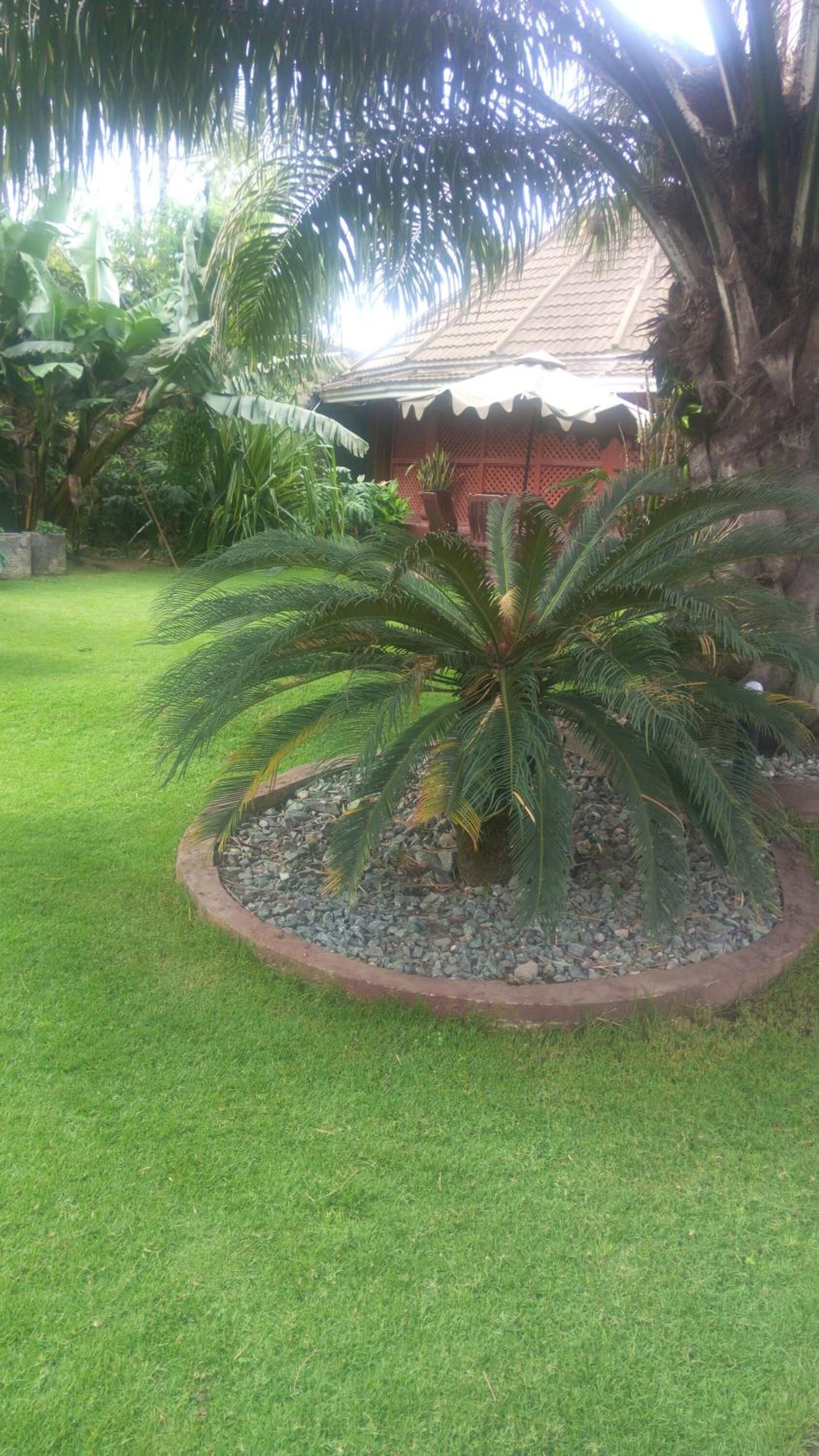 Un jardín bien cuidado con una palmera en el centro, rodeado por un borde de grava y césped verde exuberante.