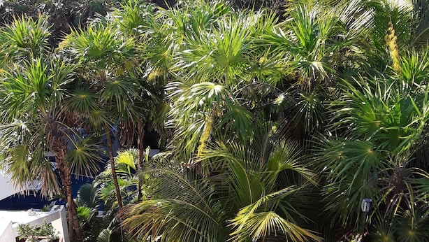 Unclassified image, 1 of 19, button - Casa Amor Del Sol (Tulum)