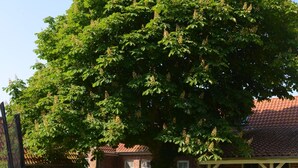 Patio trasero con un trampolín, un tobogán y un árbol grande que proporciona sombra. Hay sillas y una mesa al aire libre bajo una zona cubierta.