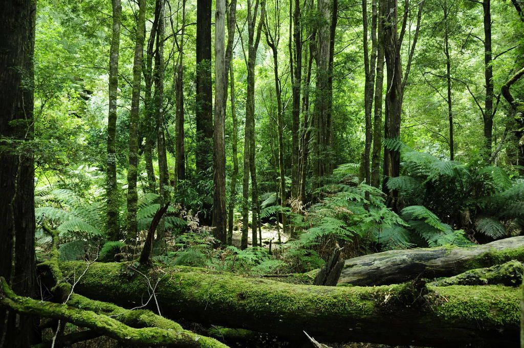 Un bosque denso con árboles altos y helechos.