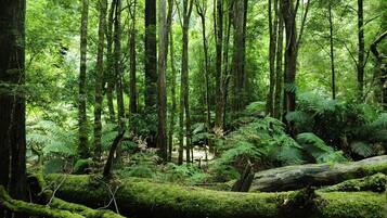 Un bosque denso con árboles altos y helechos.