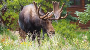 A moose in a natural setting with dense greenery and a wooden cabin in the background.