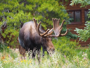 A moose in a natural setting with dense greenery and a wooden cabin in the background.