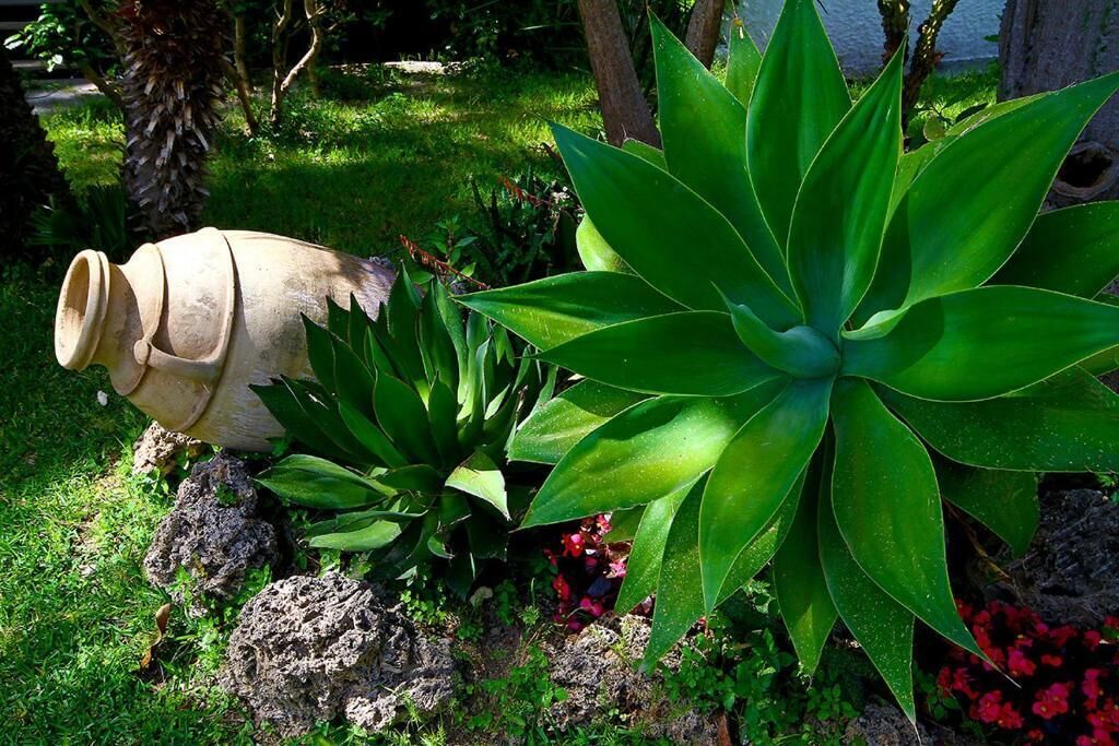 Foto - Hotel Park Calitto